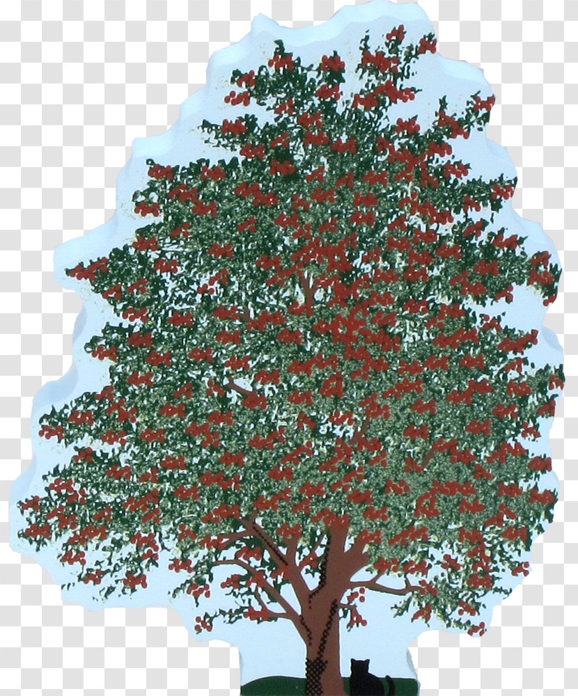 Tree Shrub Branch Woody Plant - Conifers - Hawthorn Transparent PNG