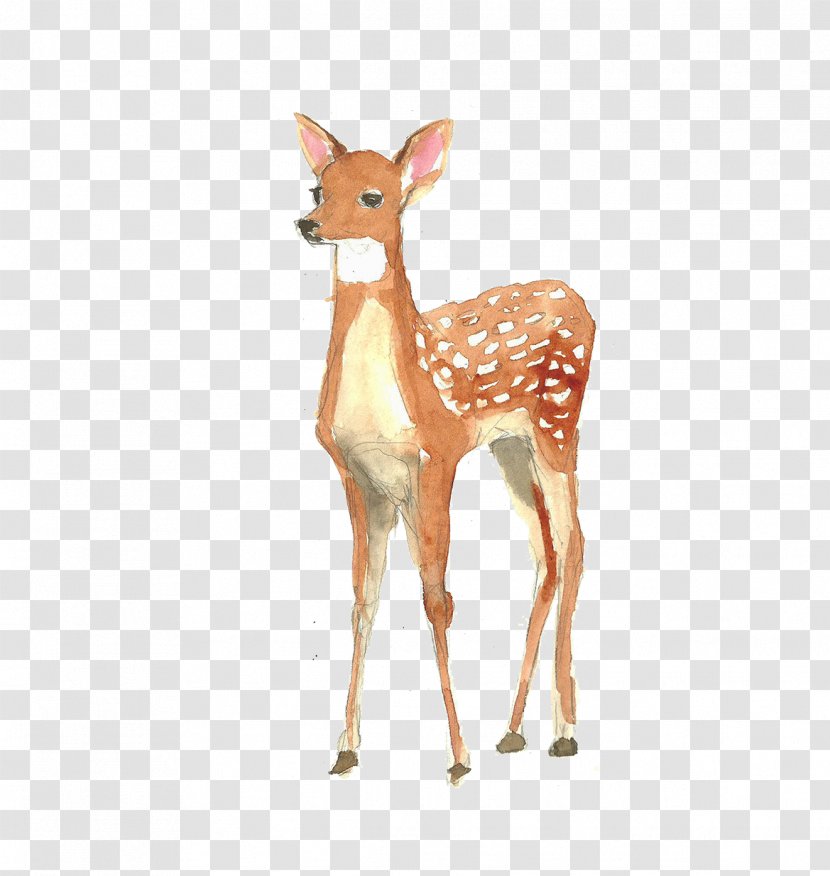 Deer Poster Watercolor Painting Illustration Transparent PNG