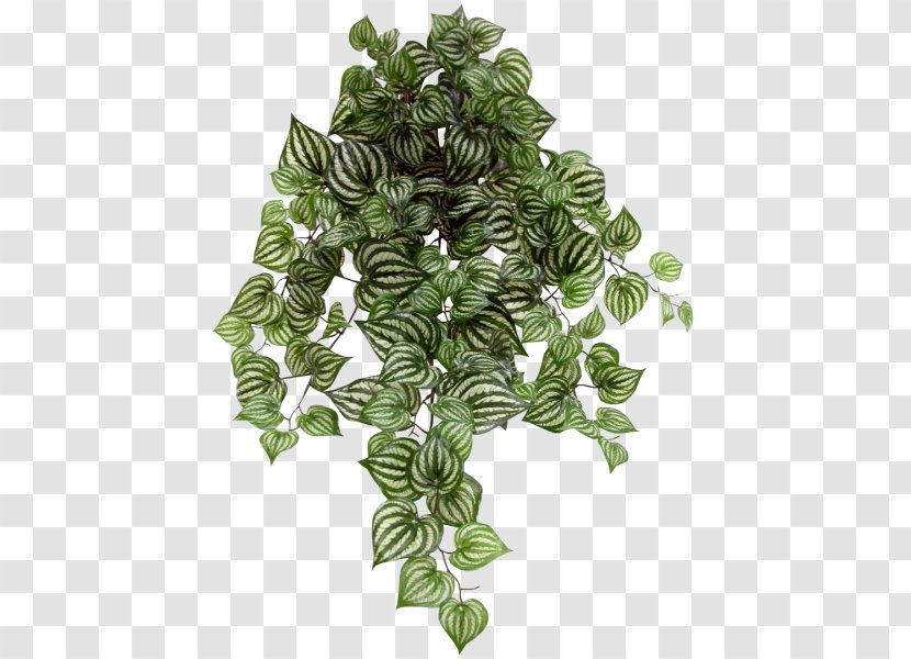 Radiator Plants Vine Artificial Flower Shrub - Bouquet - Plant Transparent PNG