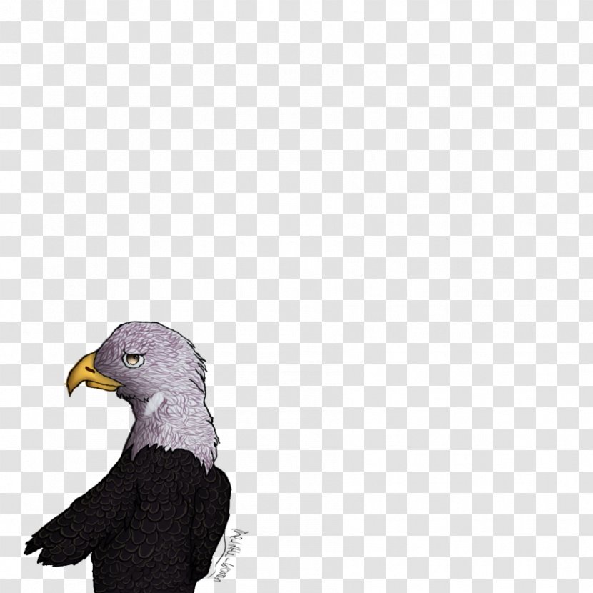 Bald Eagle Beak - Accipitriformes Transparent PNG