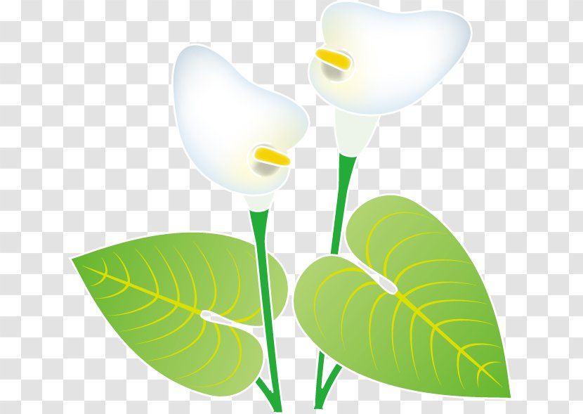 Petal Flowering Plant Leaf Transparent PNG