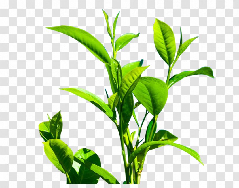 Green Tea Camellia Sinensis Leaf - Black - Fresh Tree Transparent PNG