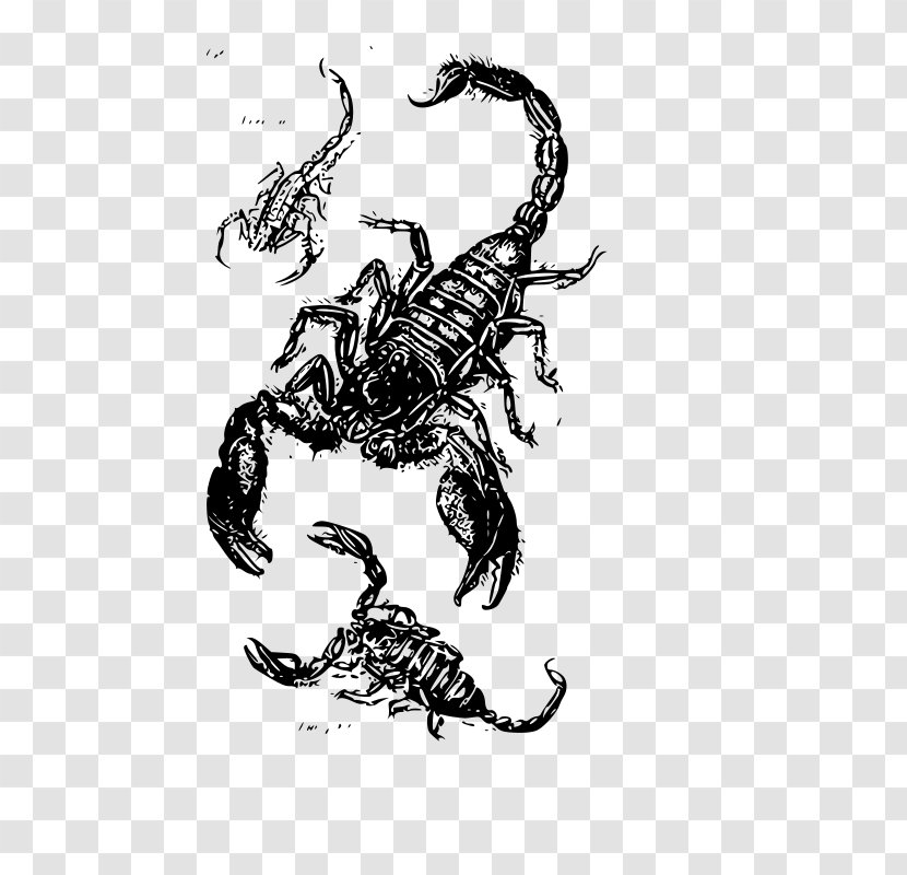 Drawing Scorpion Clip Art - Organism Transparent PNG
