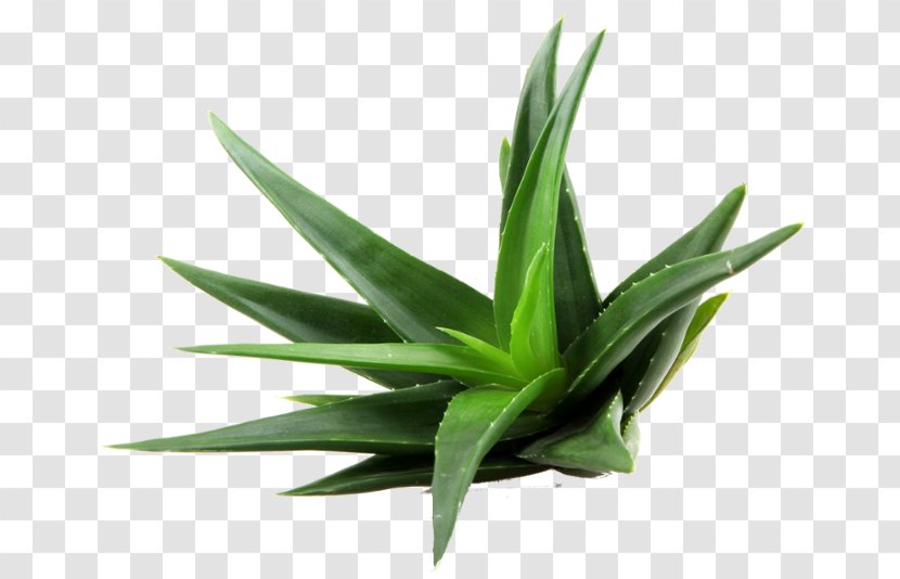 Aloe Vera - Flower - Perennial Plant Succulent Transparent PNG