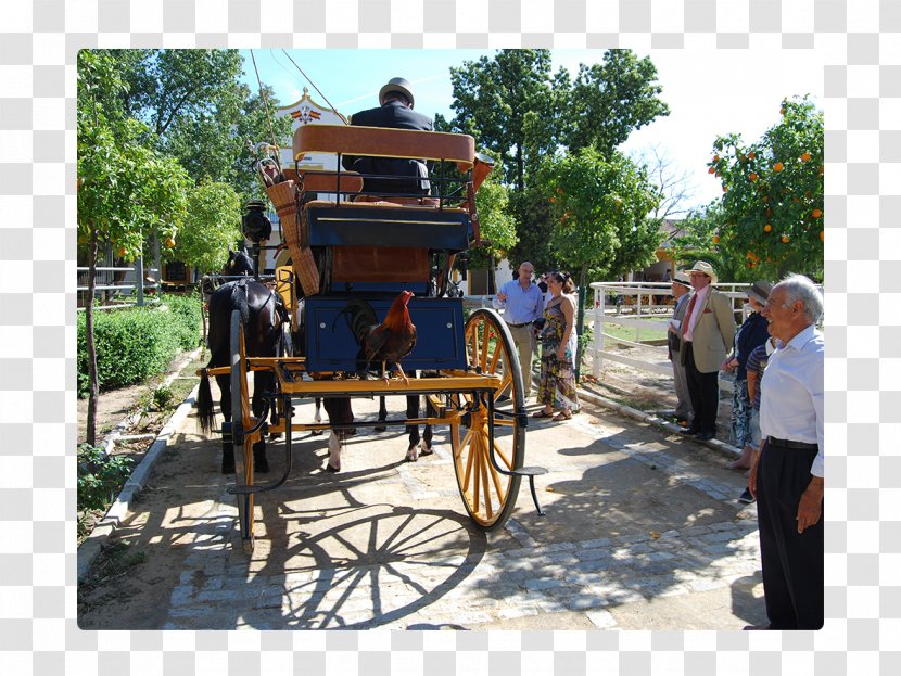 Carriage Horse And Buggy Wagon Tree - Cart Transparent PNG