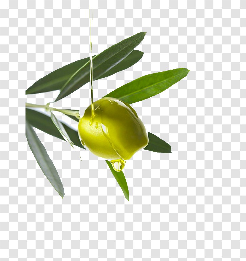 Olive Oil Argan - Plant Stem Transparent PNG