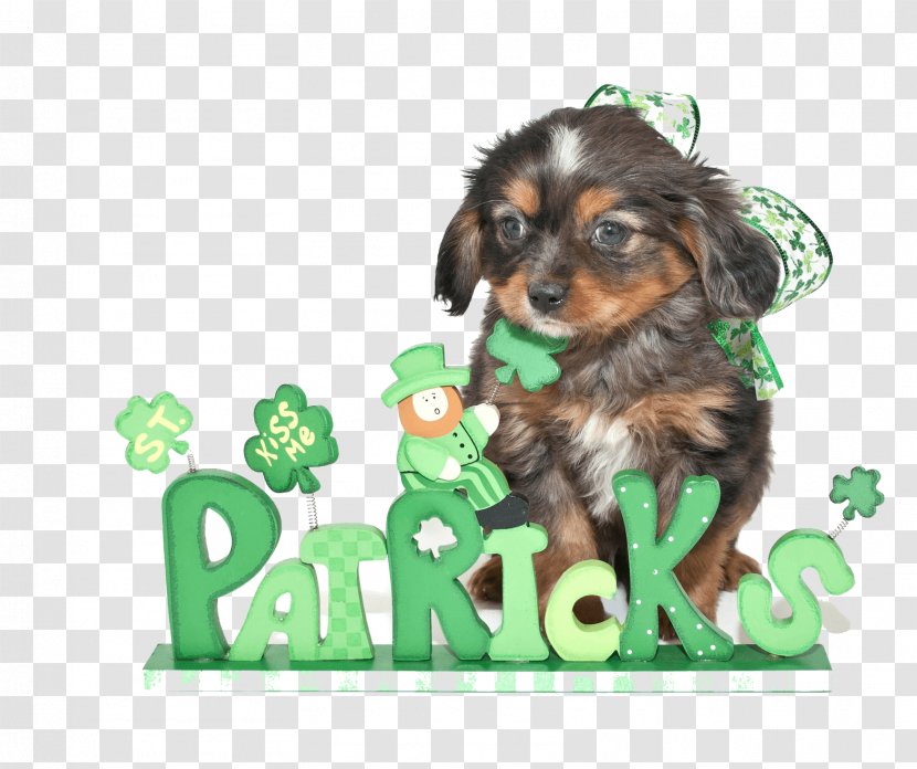 Puppy Cavapoo Stock Photography Saint Patrick's Day Transparent PNG