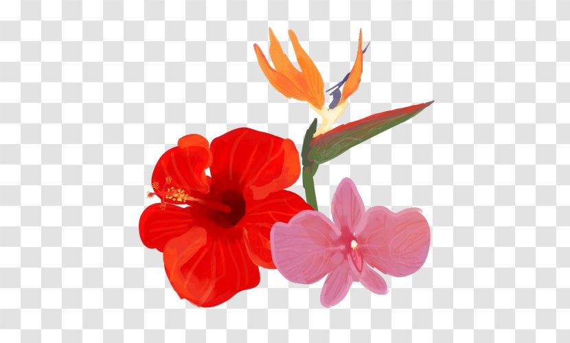 Hibiscus Cut Flowers Petal Plant Transparent PNG