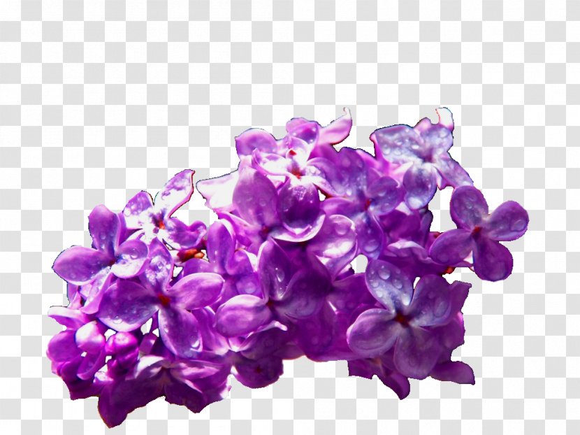 Common Lilac Violet Cut Flowers - Bath Salts - Flower Transparent PNG