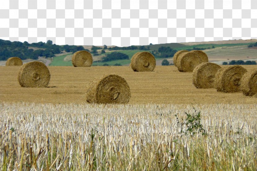 Hay Harvest Farm Straw Bale - Gratis - Wheat Haystack Transparent PNG