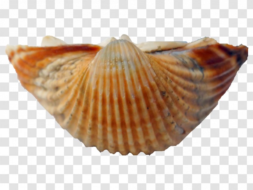 Cockle Conchology Seashell Hontza Museoa - Conch Transparent PNG