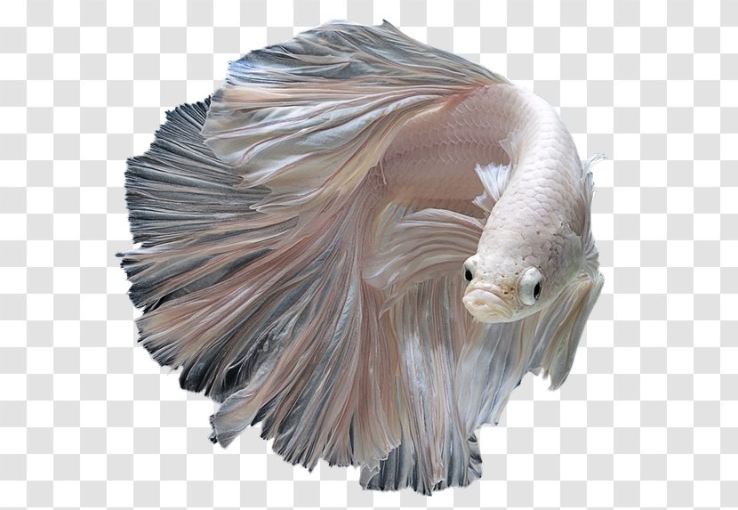Siamese Fighting Fish Kuhli Loach Aquarium Fin - Stock Photography Transparent PNG