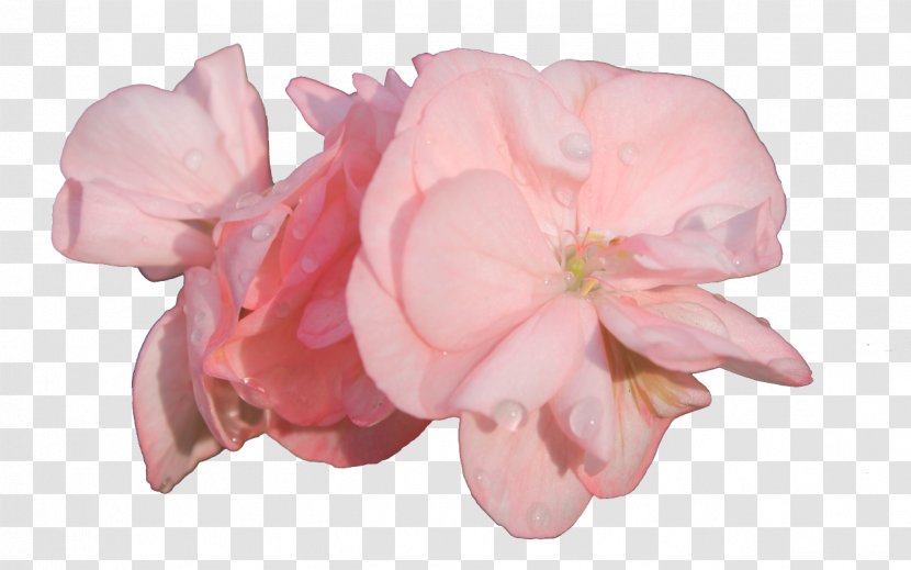 Garden Roses Cut Flowers .com - Pink - Petal Transparent PNG