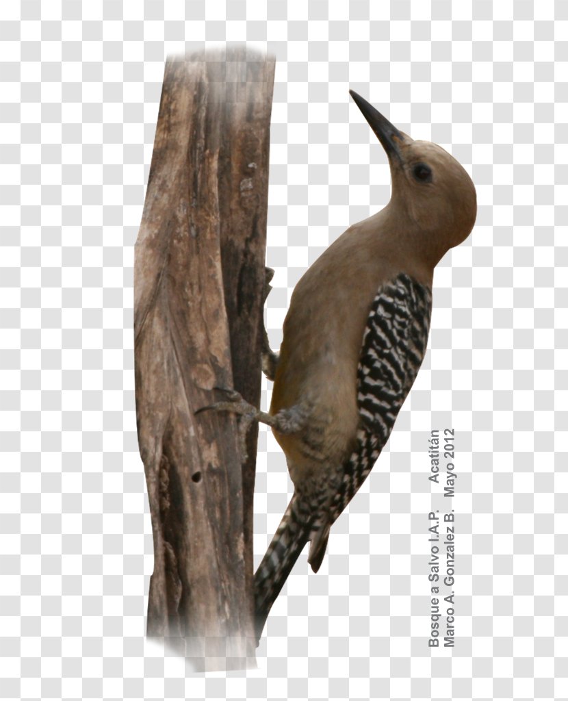 Gila Woodpecker Bird Acatitán Desert - Beak - Acorn Transparent PNG