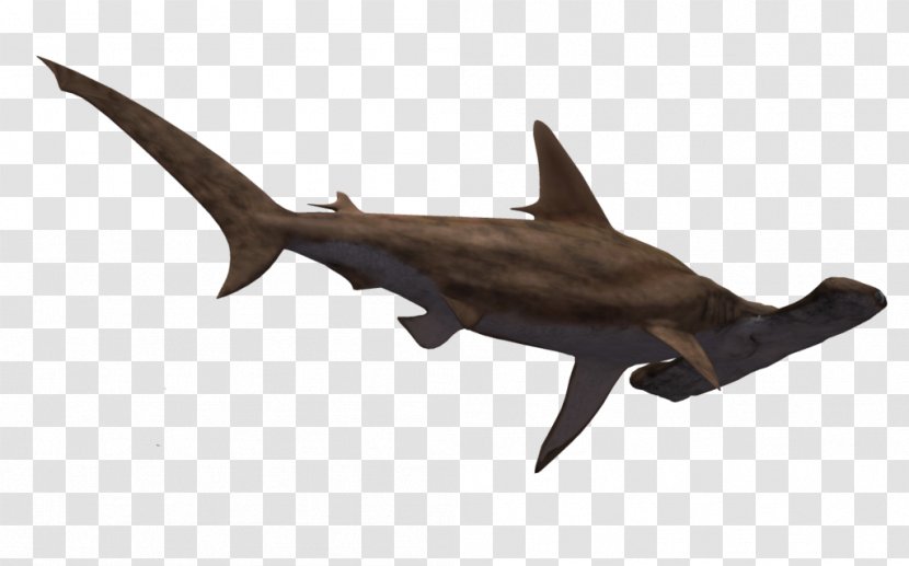 Hammerhead Shark Great Clip Art - Animal Figure - Head Transparent PNG