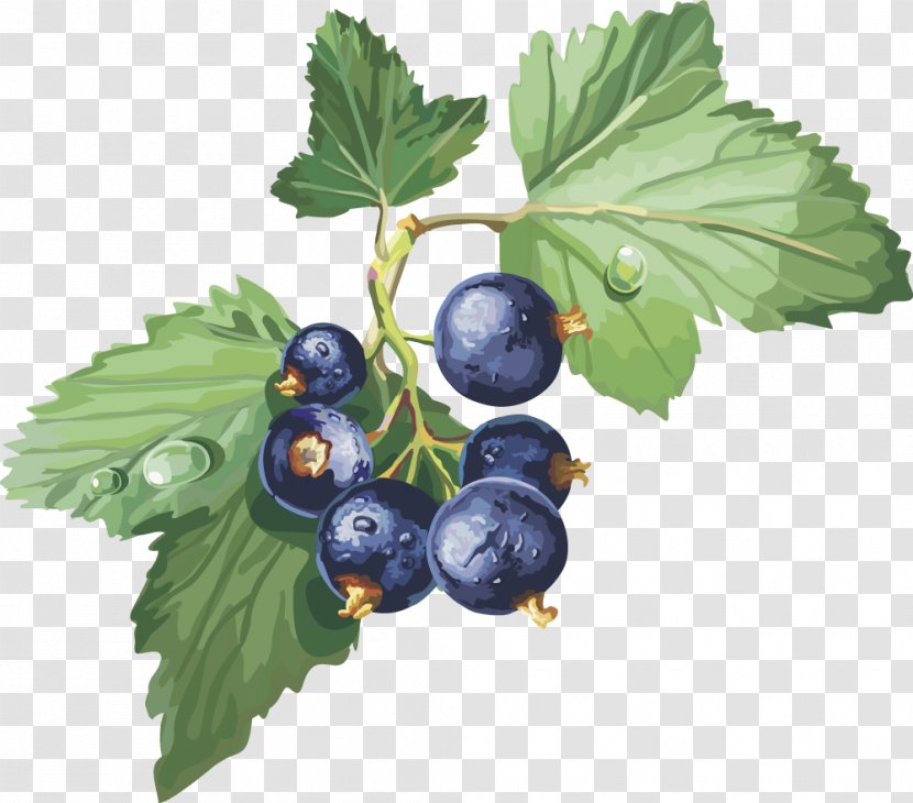 Blackcurrant Frutti Di Bosco Gooseberry Redcurrant Clip Art - Berry - Vector Blueberry Transparent PNG