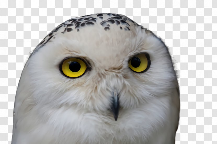 Owl Bird Snowy Of Prey Beak - Eye - Wildlife Closeup Transparent PNG