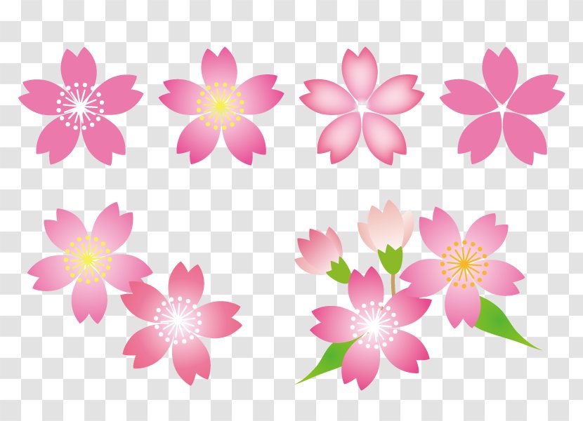 Cherry Flowers. - Ornament - Plant Transparent PNG