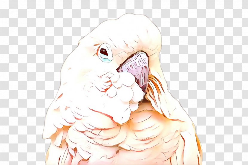 Cockatoo Parrot Bird Drawing Sketch Transparent PNG