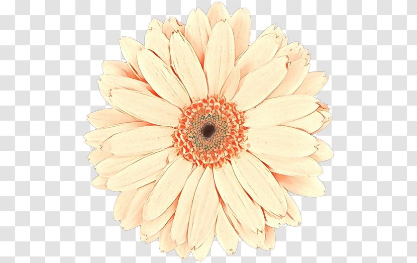 Flowers Background - Plant - Asterales Artificial Flower Transparent PNG