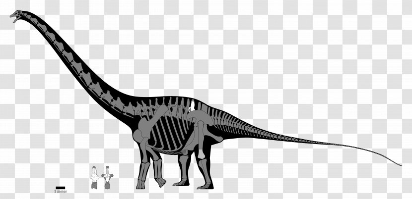 Dinosaur - Extinction - Tail Wildlife Transparent PNG