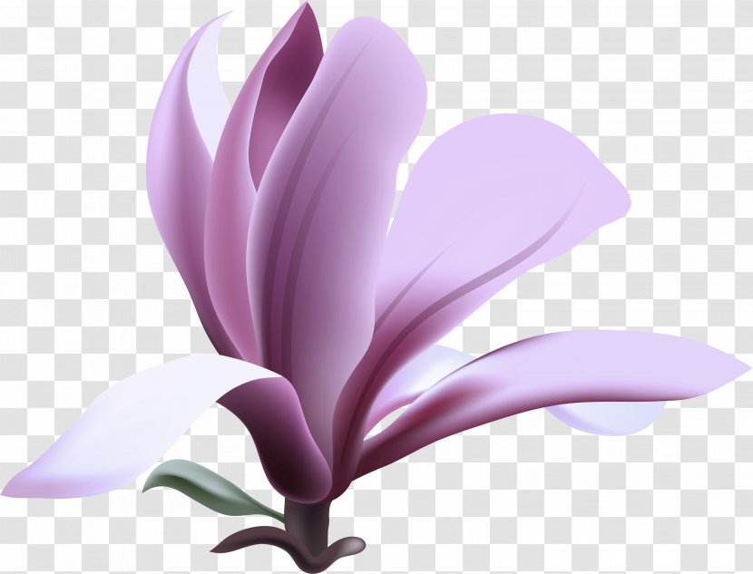 Petal Flower Violet Plant Purple - Magnolia Pink Transparent PNG