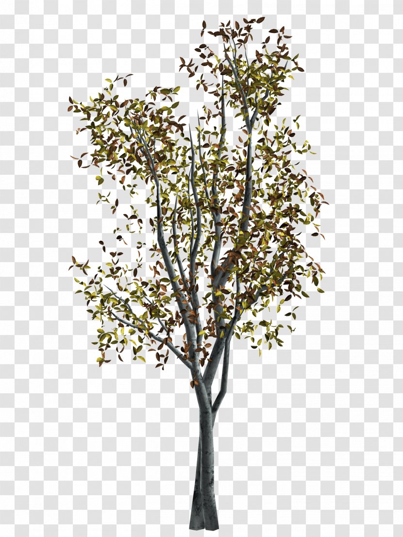 Twig Tree Autumn - Plant Transparent PNG