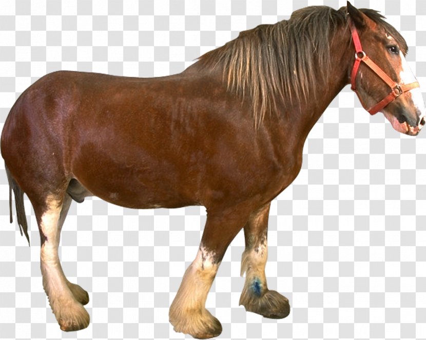 Mustang Rein Stallion Transparent PNG