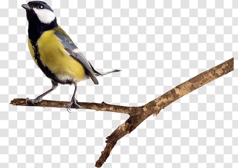 Bird European Robin Nest Box Great Tit Cuculiformes Transparent PNG