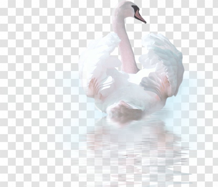 Cygnini Smiley Bird Clip Art - Flooring - Swan Transparent PNG