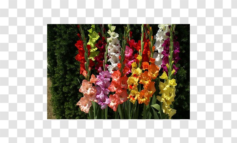 Gladiolus Cut Flowers Bulb Plant Coppertips Transparent PNG