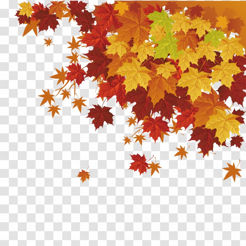 Autumn Leaf Color Maple - Vector Transparent PNG