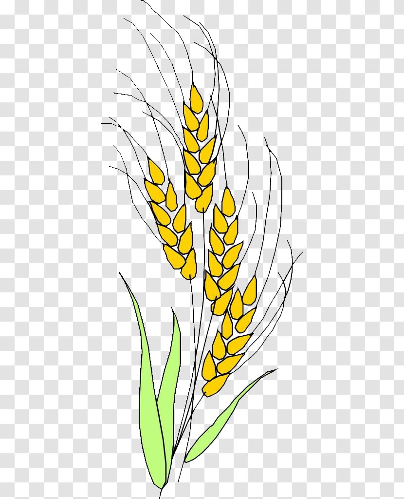 Grasses Ear Rice Clip Art - Line Transparent PNG