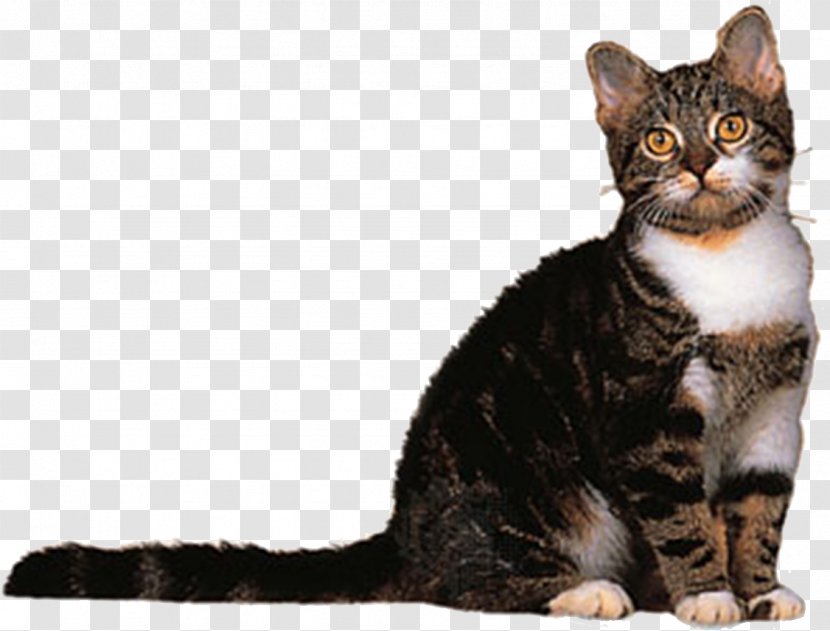 American Wirehair Shorthair Bobtail Bombay Cat British Longhair - Suit Transparent PNG
