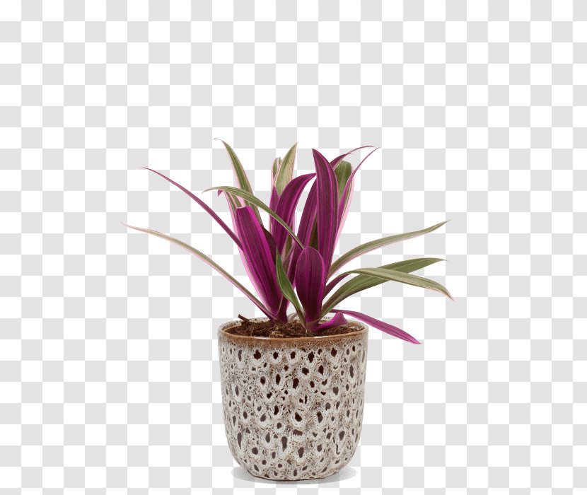 Flower Flowerpot Plant Houseplant Pink Transparent PNG