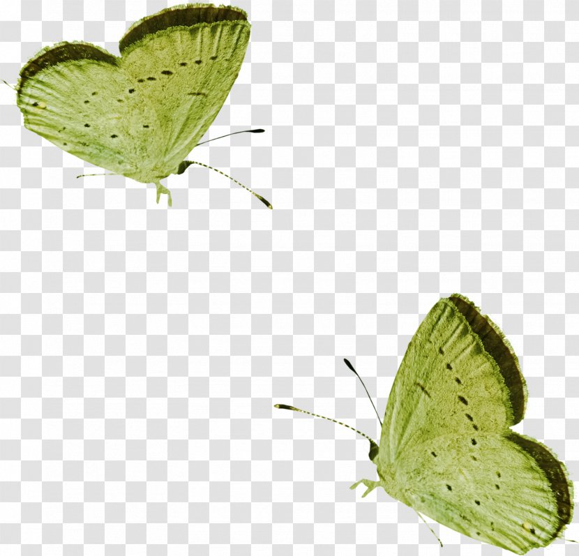 Butterfly Papillon Dog Lycaenidae - Invertebrate Transparent PNG