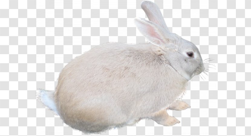 Leporids Photography Clip Art - Hare - Cute Little White Rabbits Transparent PNG