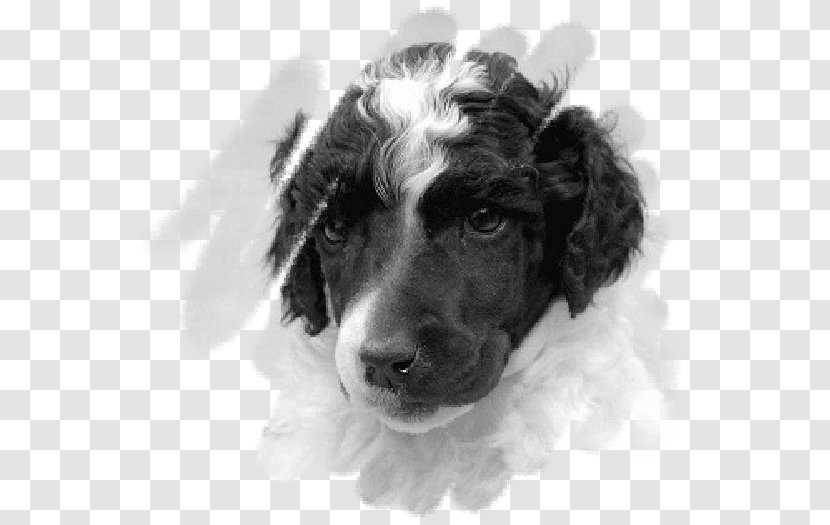 English Springer Spaniel Boykin Stabyhoun Puppy Dog Breed Transparent PNG