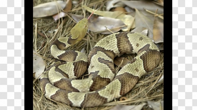 Boa Constrictor Rattlesnake Venomous Snake Reptile Transparent PNG