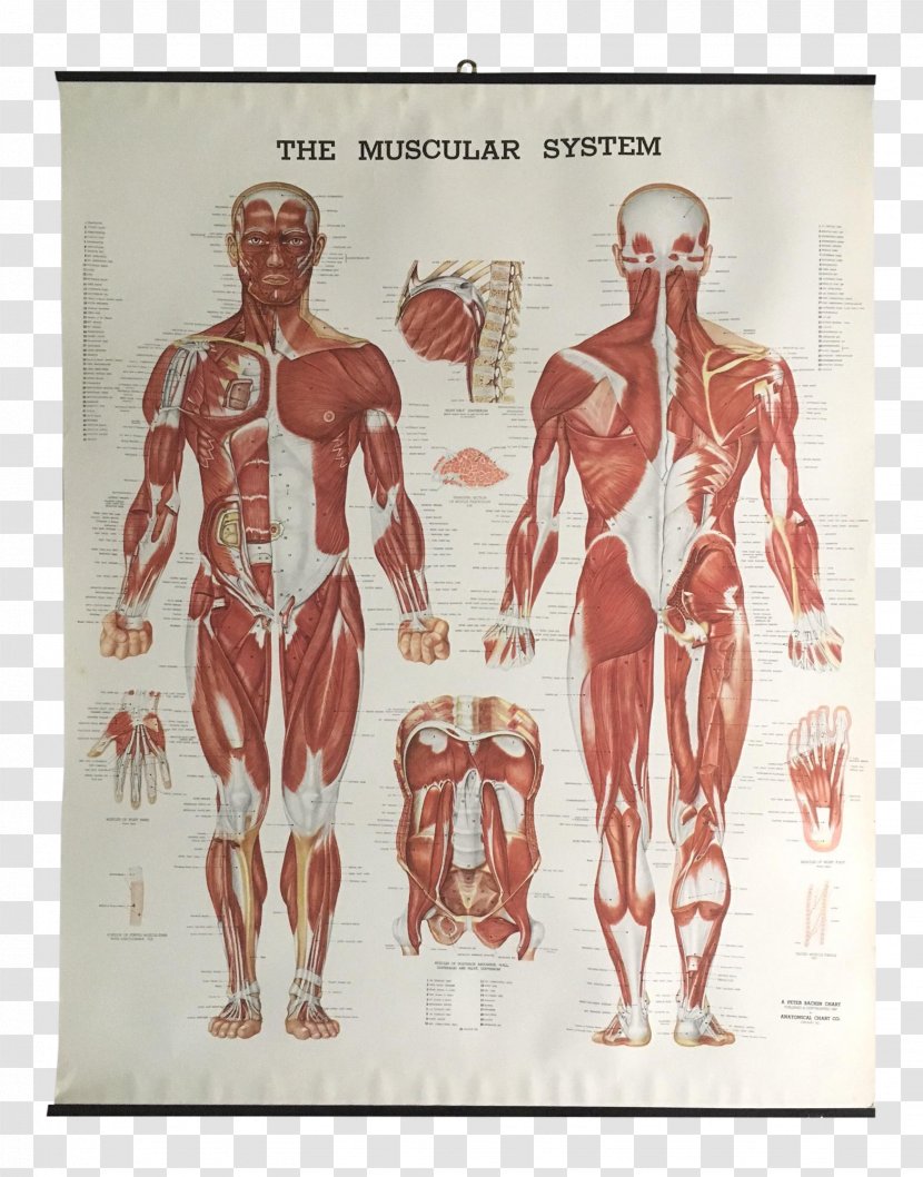 The Muscular System Anatomical Chart Muscle Anatomy Human Body - Tree - Silhouette Transparent PNG