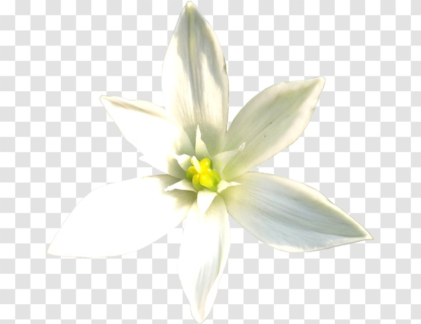 Flower Lilium Candidum White - Lily Family Transparent PNG