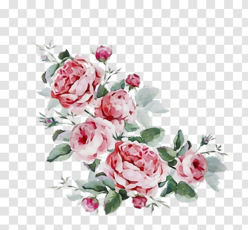 Garden Roses - Flower - Cut Flowers Flowering Plant Transparent PNG