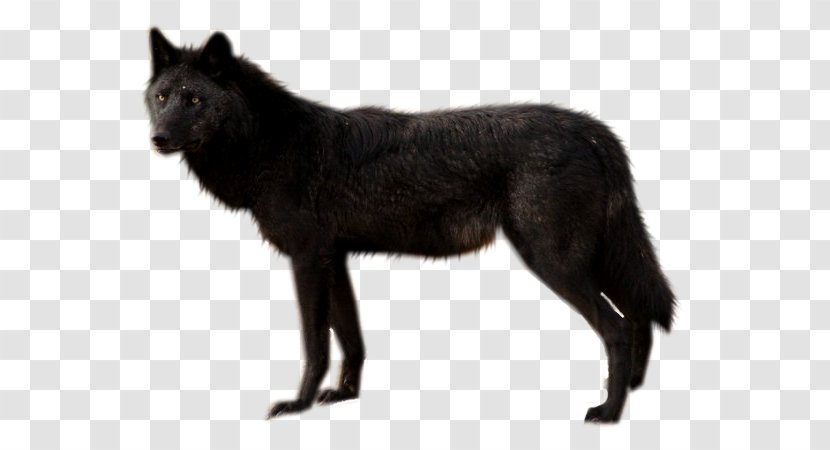 Dog Black Wolf Clip Art - Like Mammal Transparent PNG