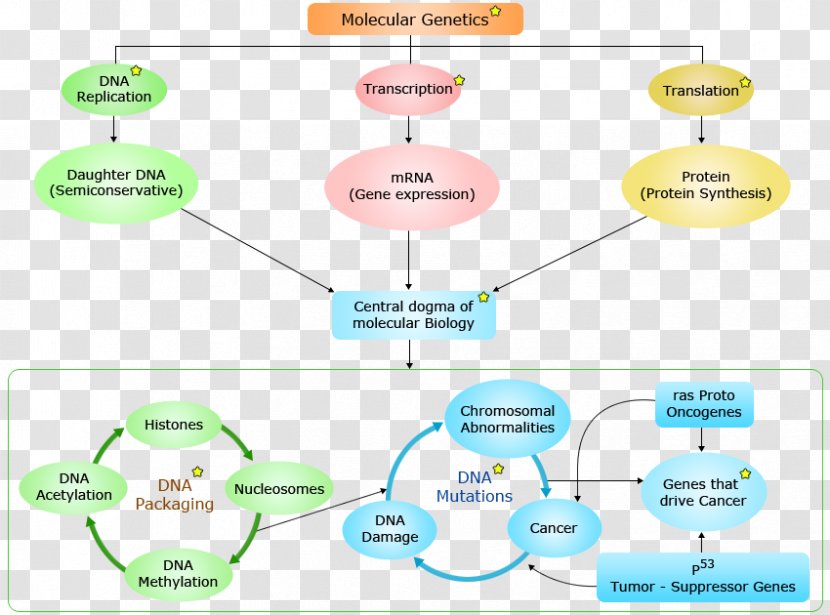 Molecular Genetics Biology Mendelian Inheritance - Area - Detail Map Of Bacteria And Viruses Transparent PNG