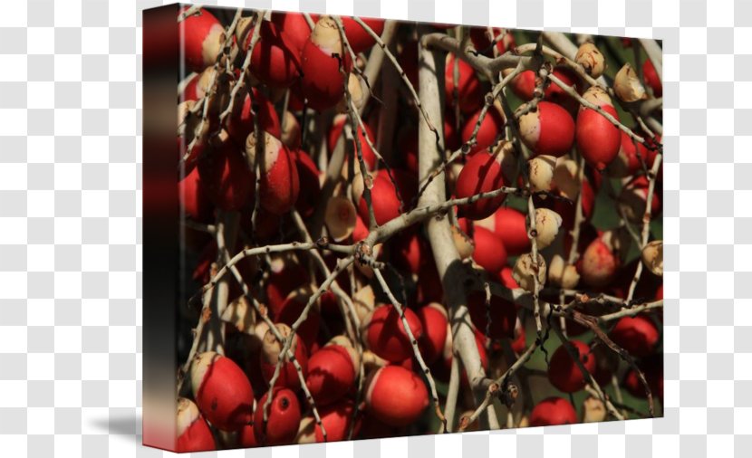 Cranberry Rose Hip - Branch - Cherry Transparent PNG