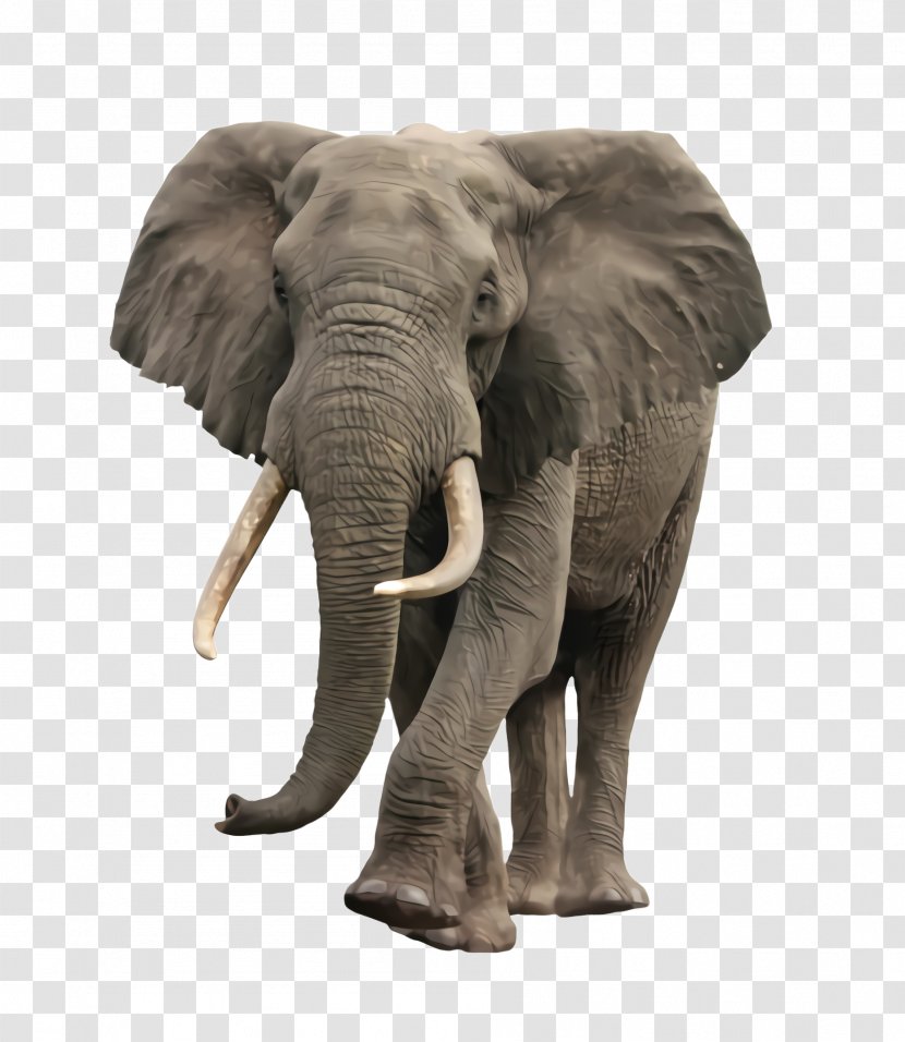 Indian Elephant - African - Snout Animal Figure Transparent PNG