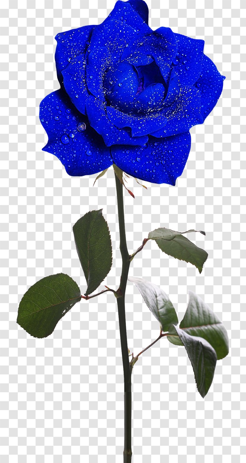 Rosa Gallica Garden Roses Flower Clip Art - Cut Flowers - Blue Rose Transparent PNG
