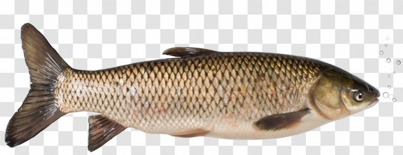 Grass Carp Rudd Fish Silver Transparent PNG