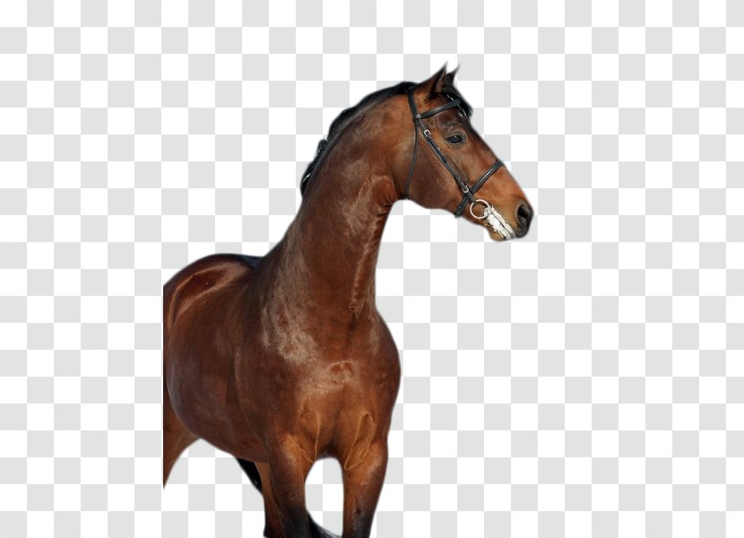 Mane Mustang Stallion Mare Rein - Horse Like Mammal Transparent PNG