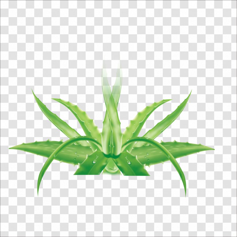 Aloe Vera Formaldehyde Leaf Facial Chlorophytum Comosum - Plant Transparent PNG